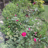 green-flora_19-09-26-3