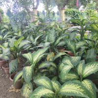 green-flora_19-09-26-7