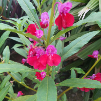 green-flora_19-09-26-8